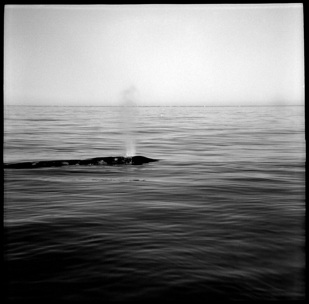 Black and white photograph of a lone whale spraying water.